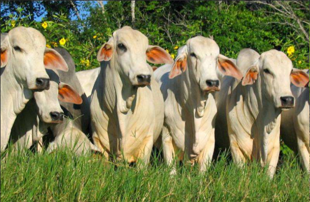 Portafolio Veterinario